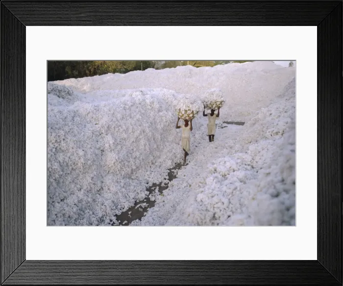 Framed Print : The cotton harvest Framed Print : The cotton harvest