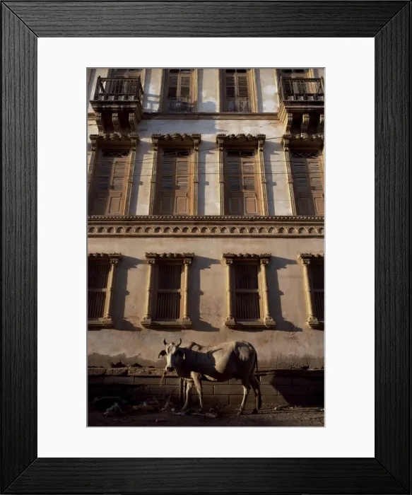 Framed Print : Cow in street of Manoui Framed Print : Cow in street of Manoui
