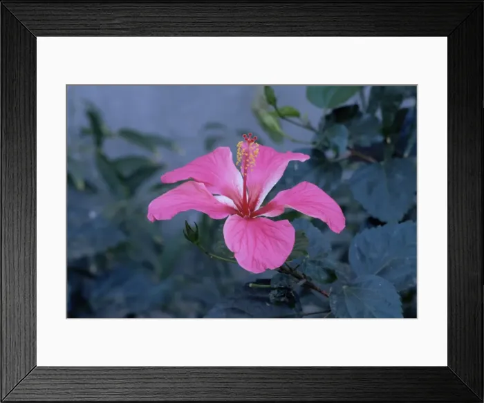 Framed Print : Hibiscus flower from His Highnesss hibiscus garden Framed Print : Hibiscus flower from His Highnesss hibiscus garden