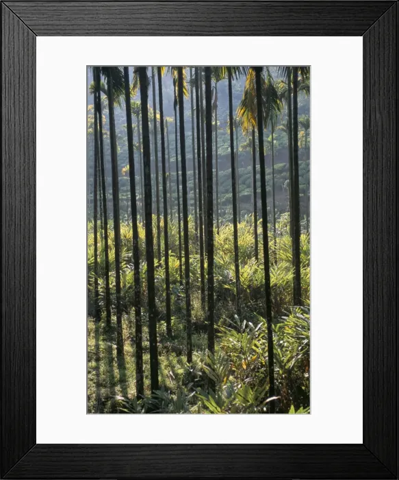 Framed Print : Betel nut (arecanut) and cardamon Framed Print : Betel nut (arecanut) and cardamon