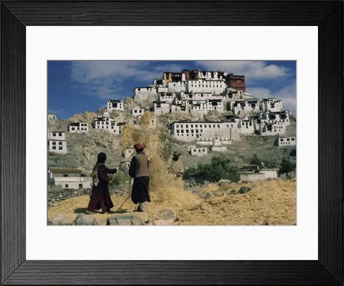 Framed Print : Harvesting below Thikse Gompa (Tikse Monastery) Framed Print : Harvesting below Thikse Gompa (Tikse Monastery)