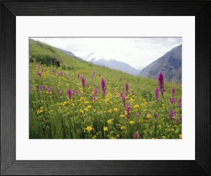 Framed Print : Wild orchids flowering in a meadow in the Himalayas south of Keylong Framed Print : Wild orchids flowering in a meadow in the Himalayas south of Keylong