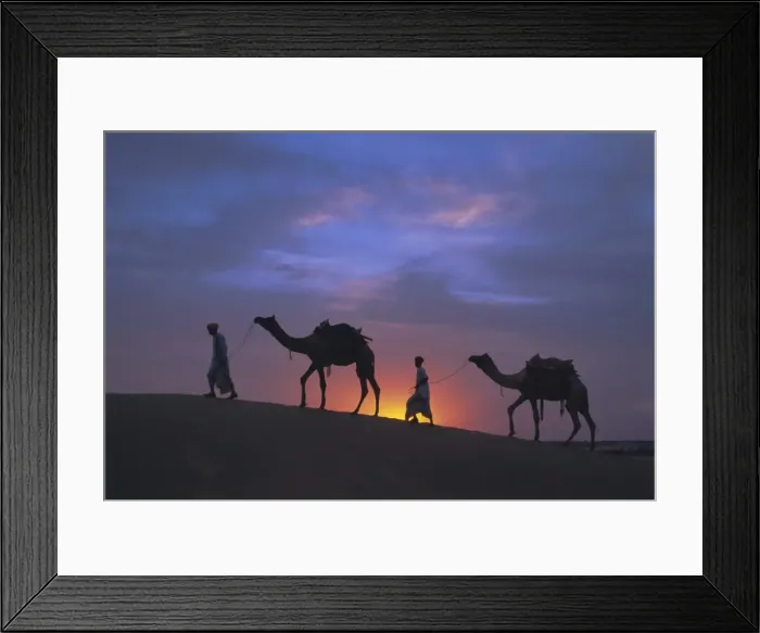 Framed Print : Camels silhouetted against the sunset Framed Print : Camels silhouetted against the sunset