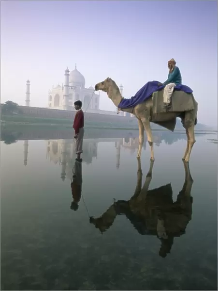 Camel in front of the Taj Mahal and Yamuna (Jumna) River