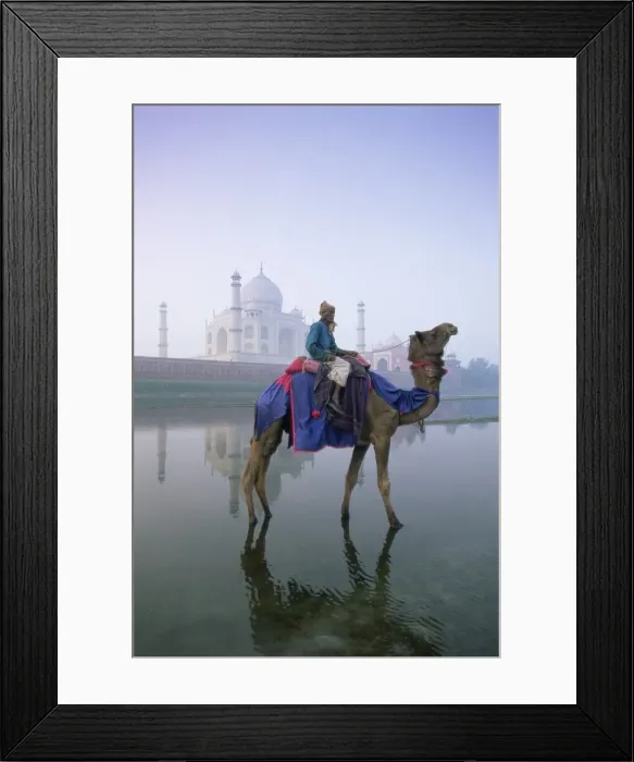 Framed Print : Camel and rider in front of the Taj Mahal and Yamuna (Jumna) River Framed Print : Camel and rider in front of the Taj Mahal and Yamuna (Jumna) River