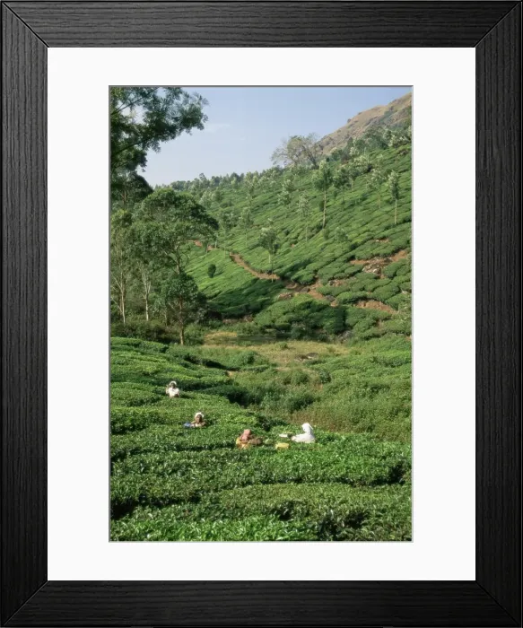 Framed Print : Women picking tea in a tea plantation Framed Print : Women picking tea in a tea plantation