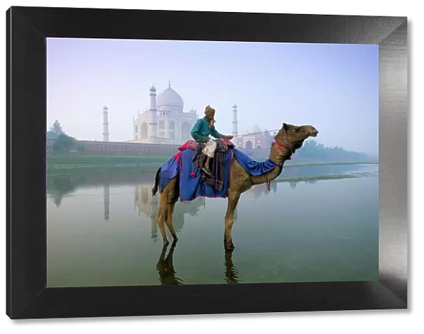 Camel by the Yamuna River with the Taj Mahal behind