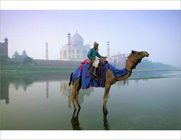 Camel by the Yamuna River with the Taj Mahal behind