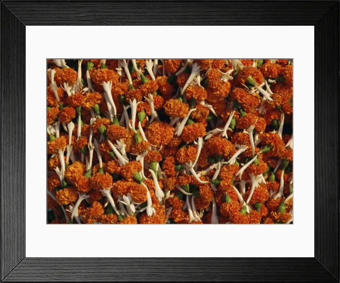 Framed Print : Flowers for Diwali (festival of lights) Framed Print : Flowers for Diwali (festival of lights)