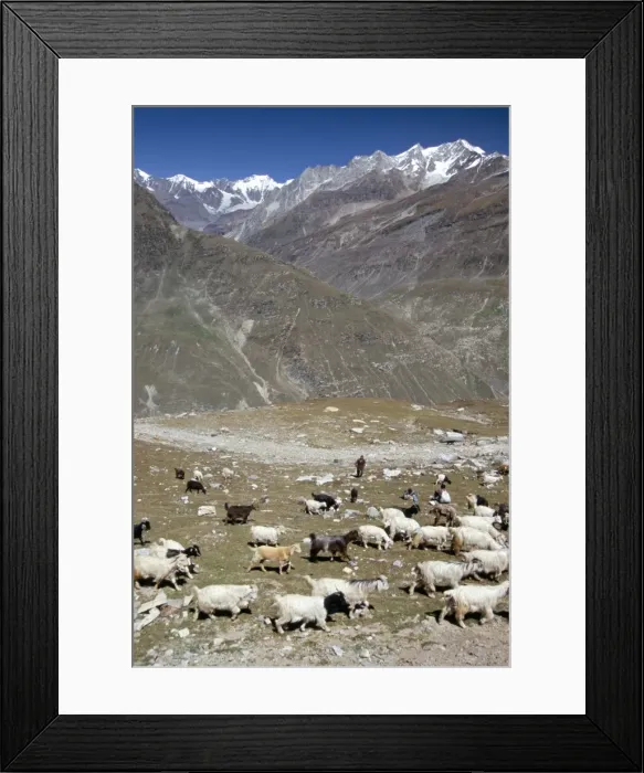 Framed Print : Shepherd and flock