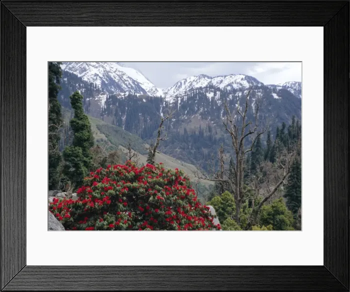 Framed Print : Rhododendrons in bloom Framed Print : Rhododendrons in bloom