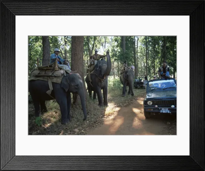 Framed Print : Elephants waiting for tourists Framed Print : Elephants waiting for tourists