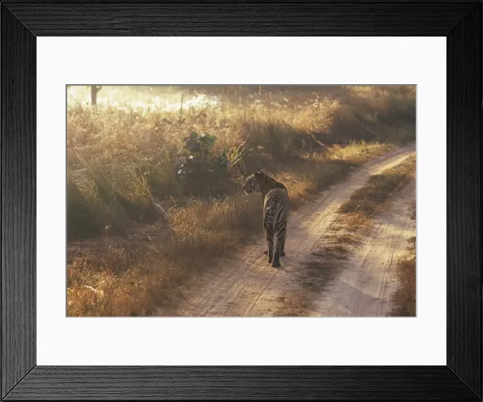 Framed Print : Tiger, Kanha National Park Framed Print : Tiger, Kanha National Park