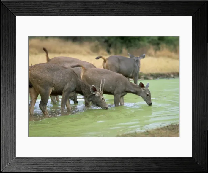 Framed Print : Sambar herd Framed Print : Sambar herd