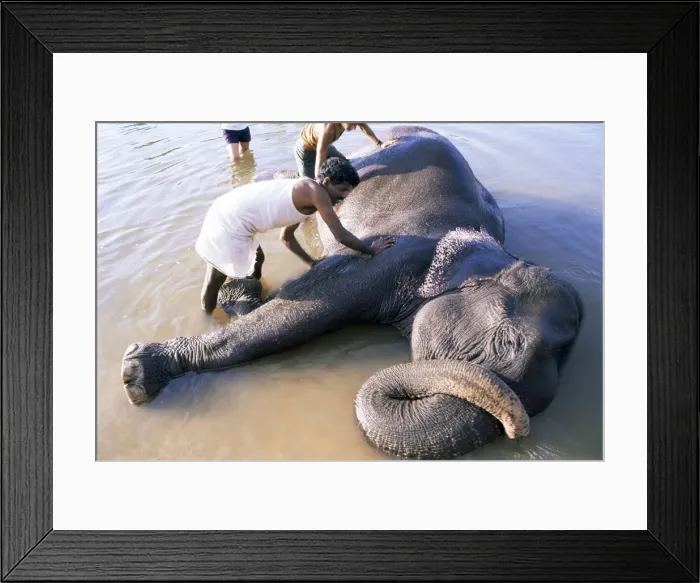 Framed Print : Tara the elephants daily wash Framed Print : Tara the elephants daily wash