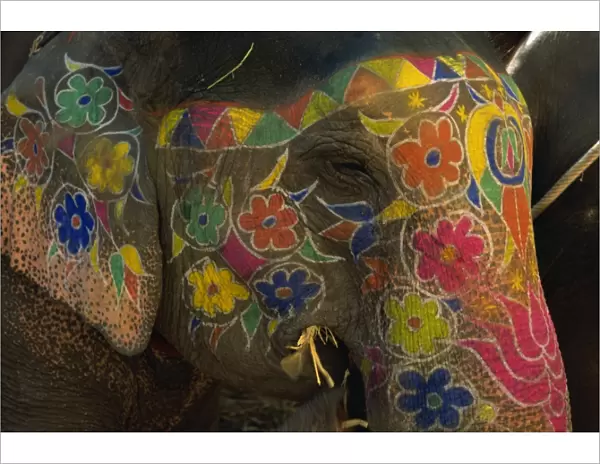 Close-up of a painted elephant