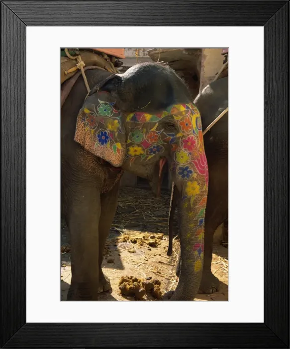 Framed Print : Close-up of a painted elephant Framed Print : Close-up of a painted elephant