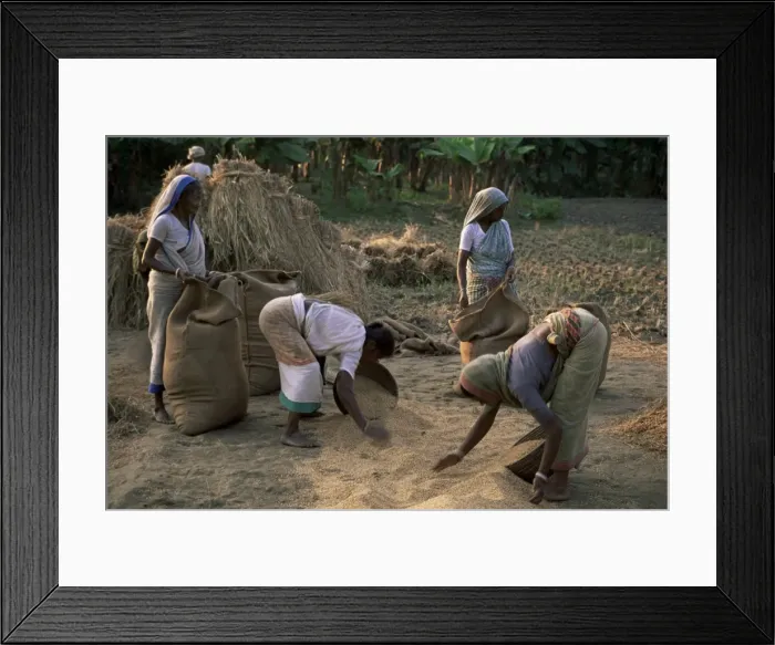 Framed Print : Rural workers gather rice Framed Print : Rural workers gather rice