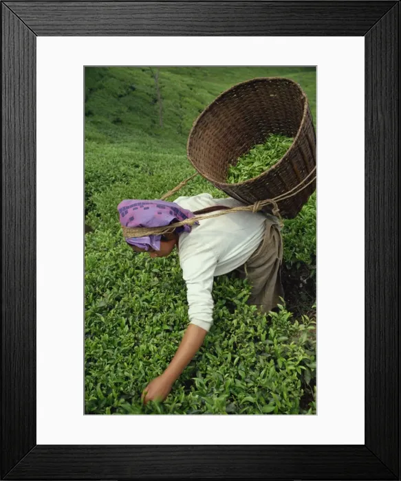 Framed Print : Nepali tea picker Framed Print : Nepali tea picker