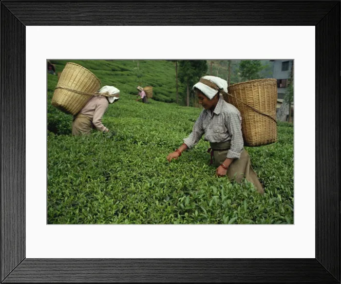 Framed Print : Nepali tea pickers Framed Print : Nepali tea pickers