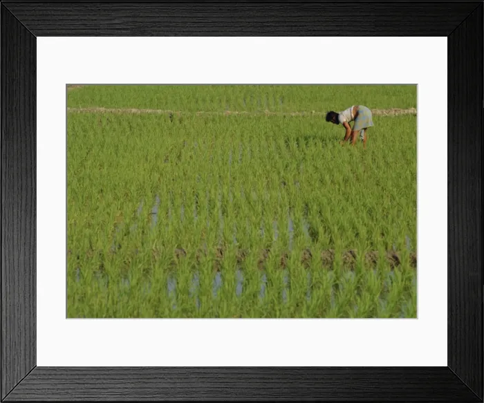 Framed Print : Share-cropper tending rice in paddyfield