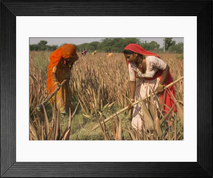 Framed Print : Women in colourful saris in a field of aloe vera preparing Framed Print : Women in colourful saris in a field of aloe vera preparing