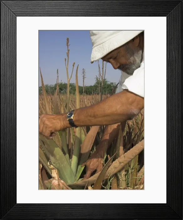 Framed Print : Farmer checking an aloe vera bush Framed Print : Farmer checking an aloe vera bush