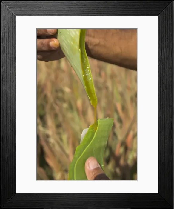 Framed Print : Close up of a torn aloe vera leaf with juice running out