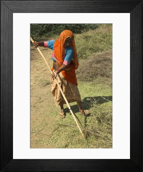 Framed Print : Elderly woman in a colourful sari raking over henna crop Framed Print : Elderly woman in a colourful sari raking over henna crop