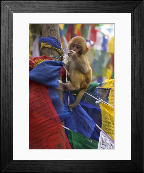 Framed Print : Young monkey sitting on prayer flags tied on a pole Framed Print : Young monkey sitting on prayer flags tied on a pole