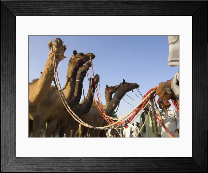 Framed Print : Camels at the Pushkar Mela Framed Print : Camels at the Pushkar Mela