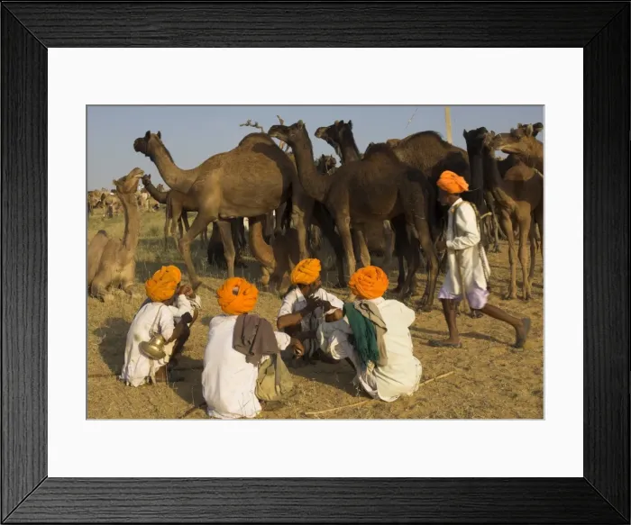 Framed Print : Men in bright turbans at huge camel and cattle fair Framed Print : Men in bright turbans at huge camel and cattle fair