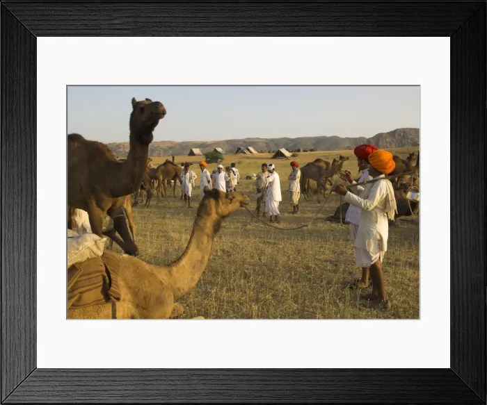 Framed Print : Men in bright turbans at huge camel and cattle fair Framed Print : Men in bright turbans at huge camel and cattle fair
