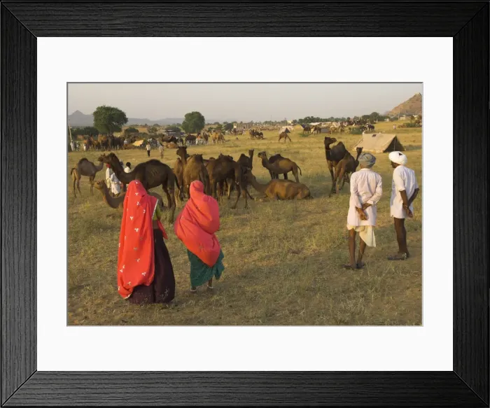 Framed Print : Camel and cattle fair for semi nomadic tribes Framed Print : Camel and cattle fair for semi nomadic tribes