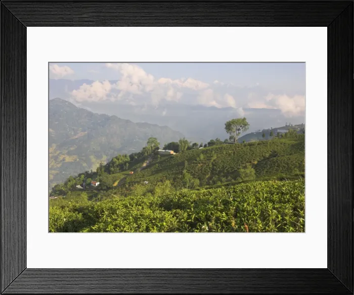 Framed Print : Singtom tea garden Framed Print : Singtom tea garden