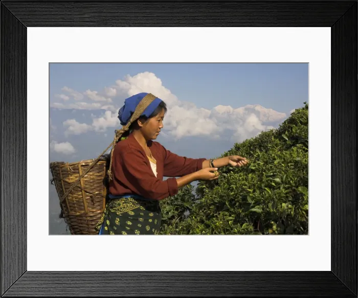 Framed Print : Woman plucking tea at Singtom tea garden Framed Print : Woman plucking tea at Singtom tea garden