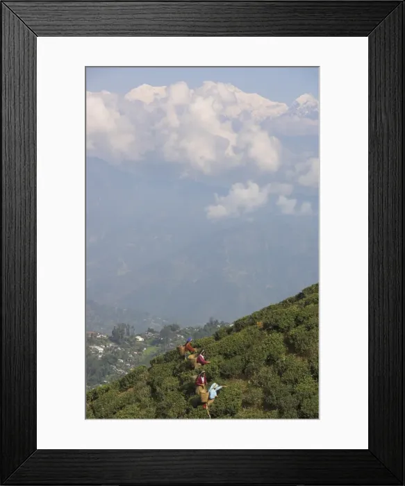 Framed Print : Women tea pluckers in Singtom tea garden Framed Print : Women tea pluckers in Singtom tea garden