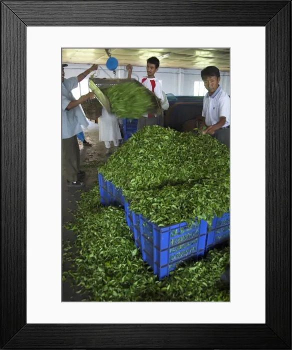 Framed Print : Man controlling weight of daily quantity of plucked leaves Framed Print : Man controlling weight of daily quantity of plucked leaves