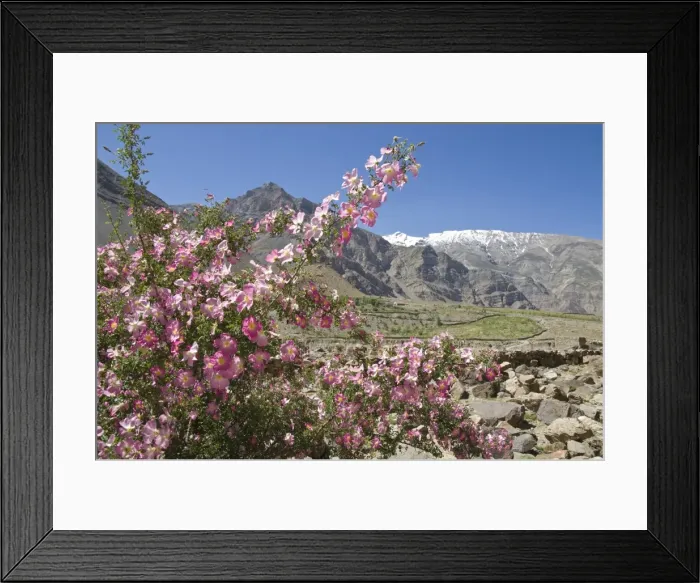 Framed Print : Wild rose shrub in blossom with mountains beyond Framed Print : Wild rose shrub in blossom with mountains beyond