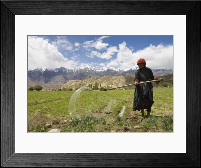 Framed Print : Local woman irrigating her crop in field with mountains in background Framed Print : Local woman irrigating her crop in field with mountains in background