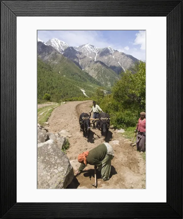 Framed Print : Farmers ploughing field with draft oxen Framed Print : Farmers ploughing field with draft oxen