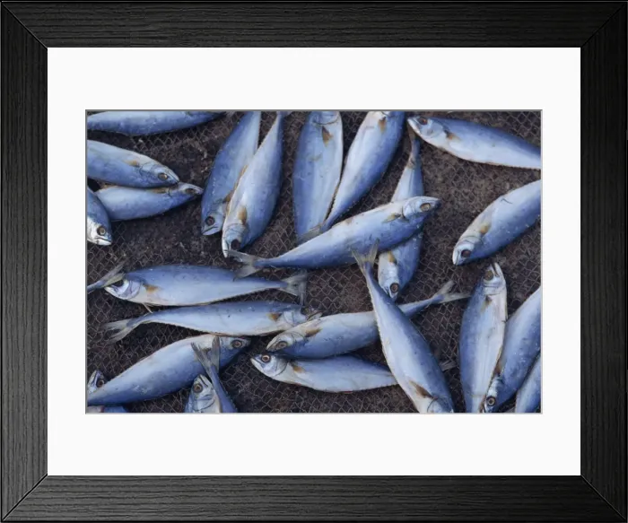 Framed Print : Fish on wire mesh awaiting drying Framed Print : Fish on wire mesh awaiting drying