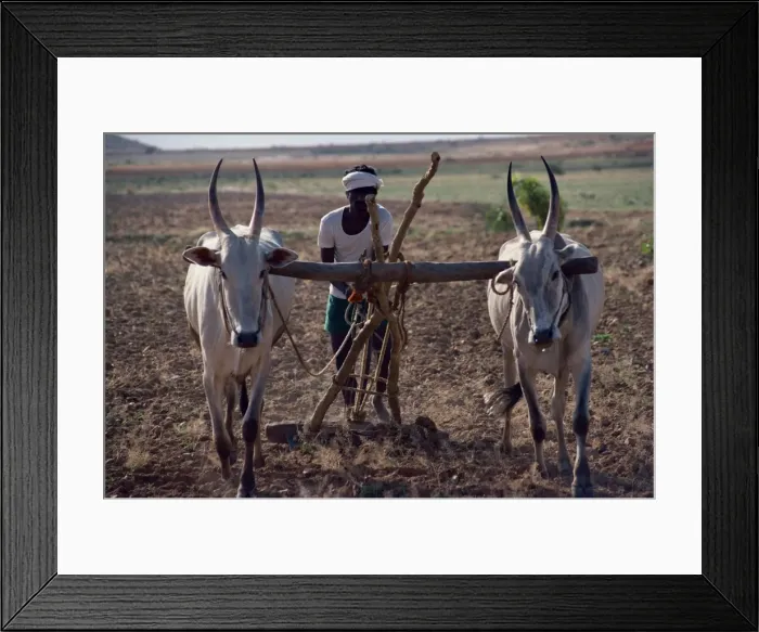 Framed Print : An Indian farmer using cattle to plough Framed Print : An Indian farmer using cattle to plough