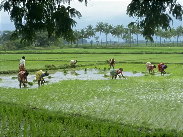 Workers in the rice fields near Madurai