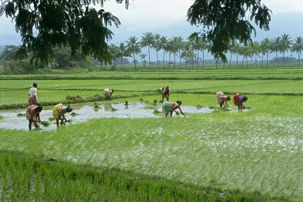 Workers in the rice fields near Madurai