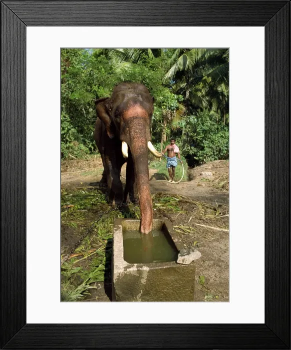 Framed Print : Elephant drinking Framed Print : Elephant drinking