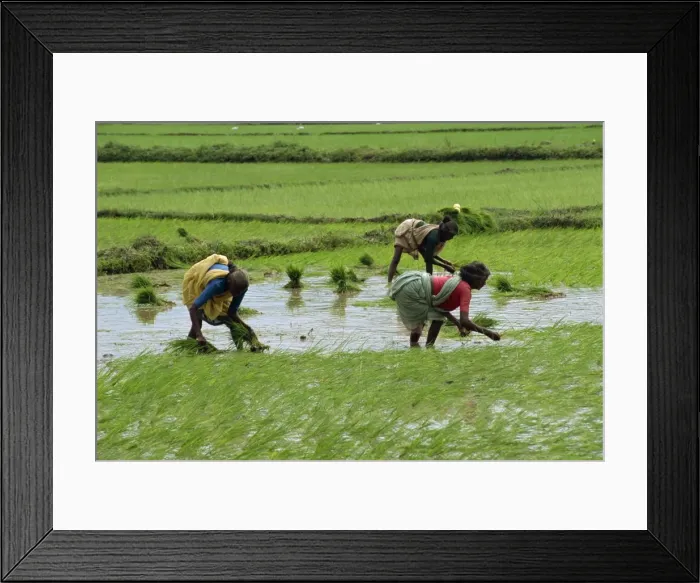 Framed Print : Workers in the rice fields near Madurai Framed Print : Workers in the rice fields near Madurai