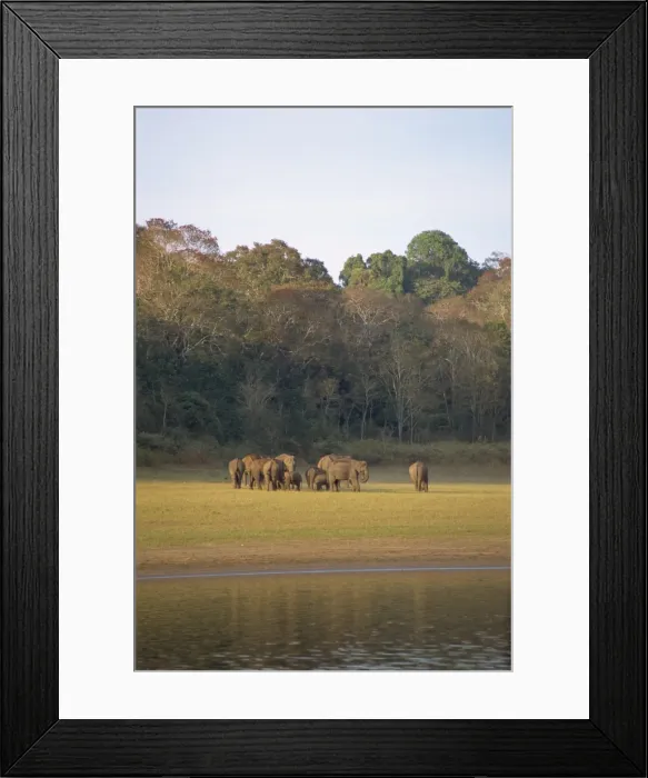 Framed Print : Elephants at the Periyar Wildlife Sanctuary Framed Print : Elephants at the Periyar Wildlife Sanctuary