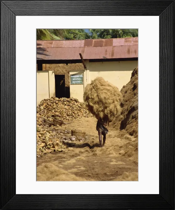 Framed Print : Man carrying dried copra obtained from coconut husks Framed Print : Man carrying dried copra obtained from coconut husks