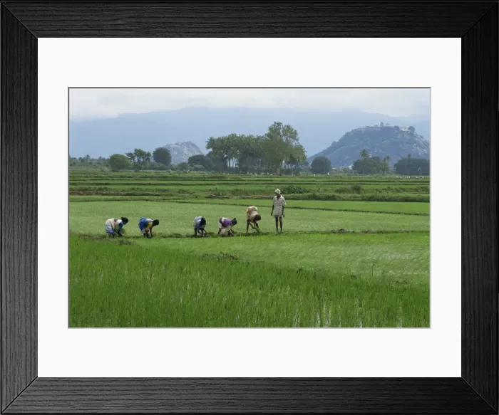 Framed Print : A line of people planting rice Framed Print : A line of people planting rice